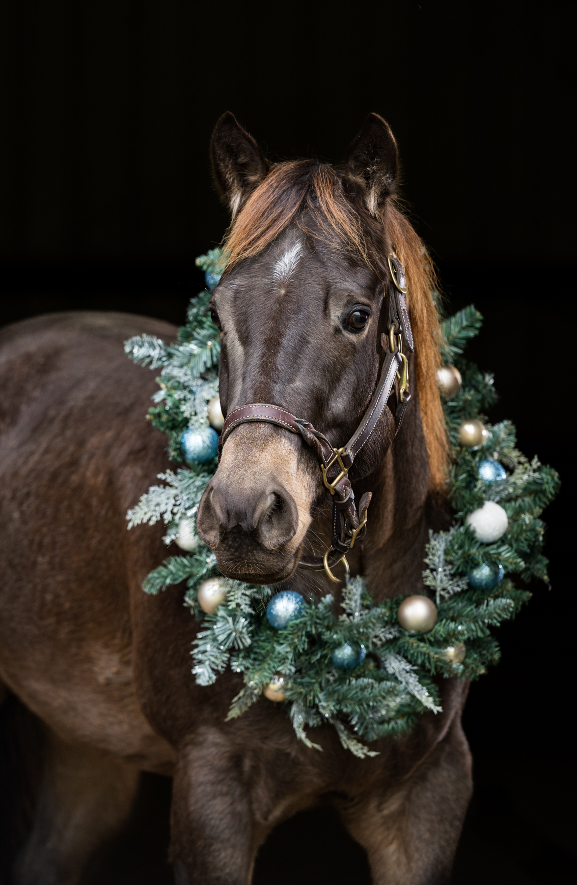 Christmas in the Barn Session, equine holiday portraits, christmas horse, St. Louis, Southern IL